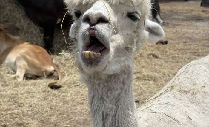 Smiling alpaca with fluffy cream-colored fleece looking at camera