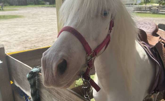 White pony with halter ready for pony rides at Florida petting farm